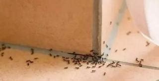 姓名學 夫妻 家裡 有 螞蟻 代表 什麼